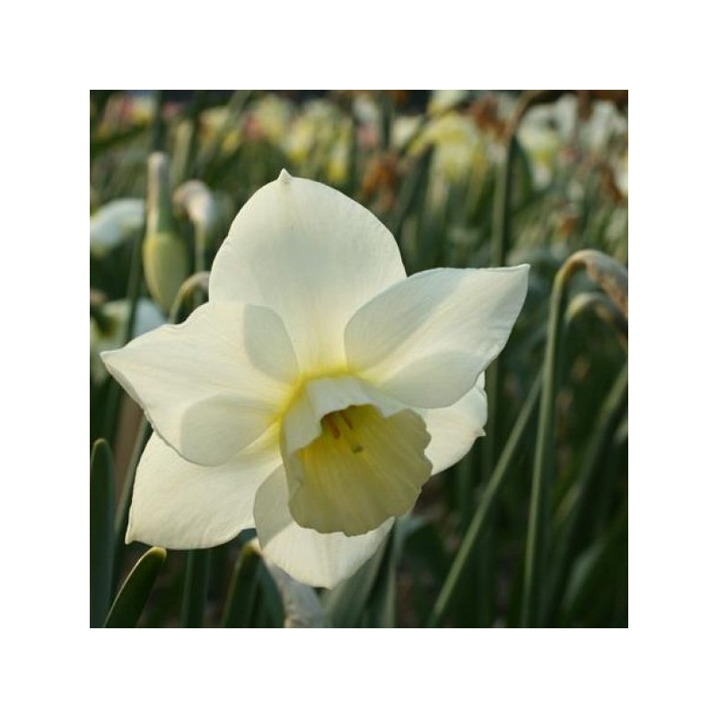 Narcissus 'Sextant'