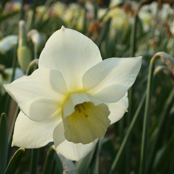 Narcissus 'Sextant'