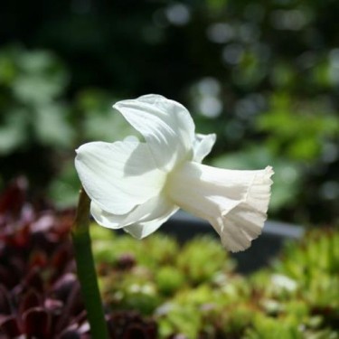Narcissus 'Mary Lou'