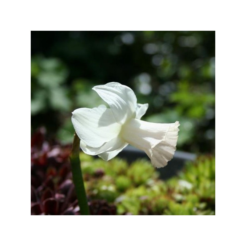 Narcissus 'Mary Lou'