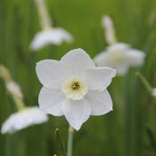 Narcissus 'Dainty Miss'
