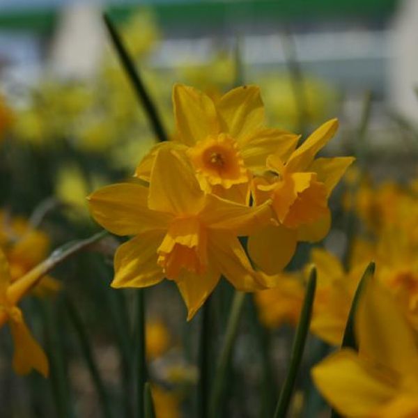 Narcissus 'Orange Queen'