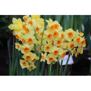 Narcissus 'Castanets'