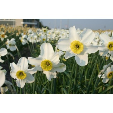 Narcissus 'Sinopel' 