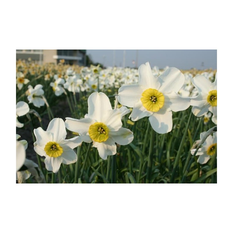 Narcissus 'Sinopel' 