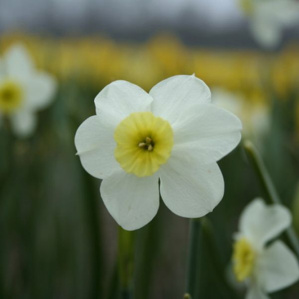 Narcissus 'Yellow Xit'