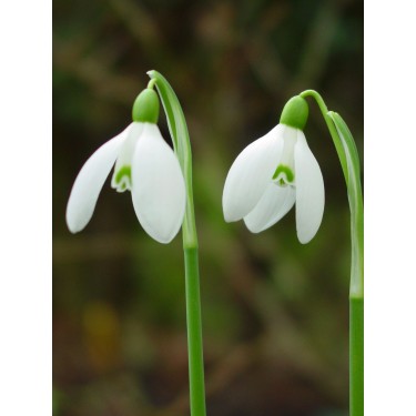Galanthus 'Straffan'
