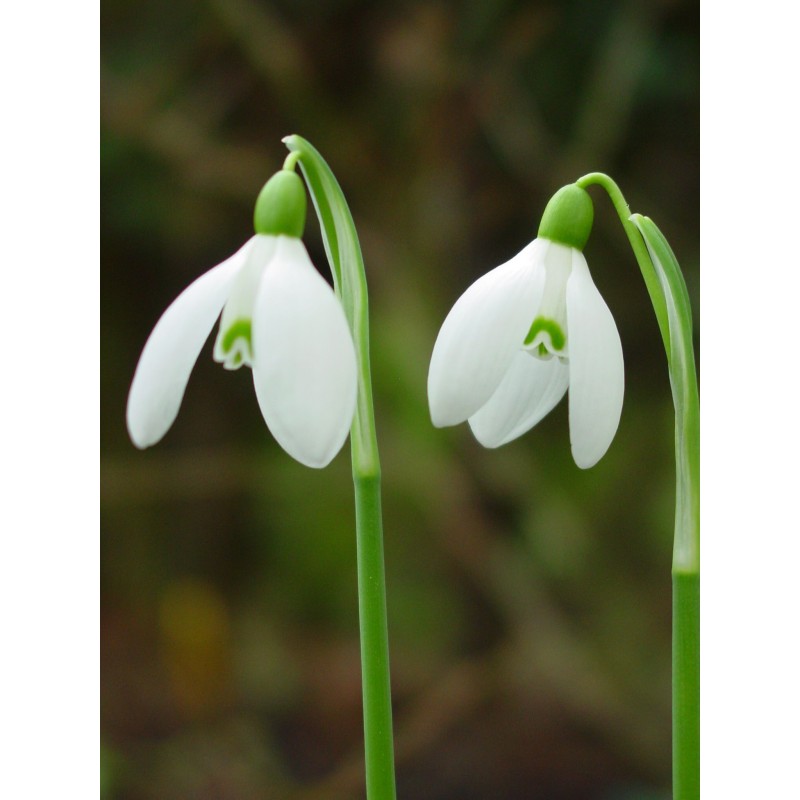 Galanthus 'Straffan'
