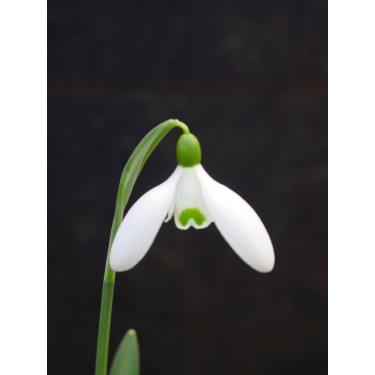 Galanthus 'Straffan'