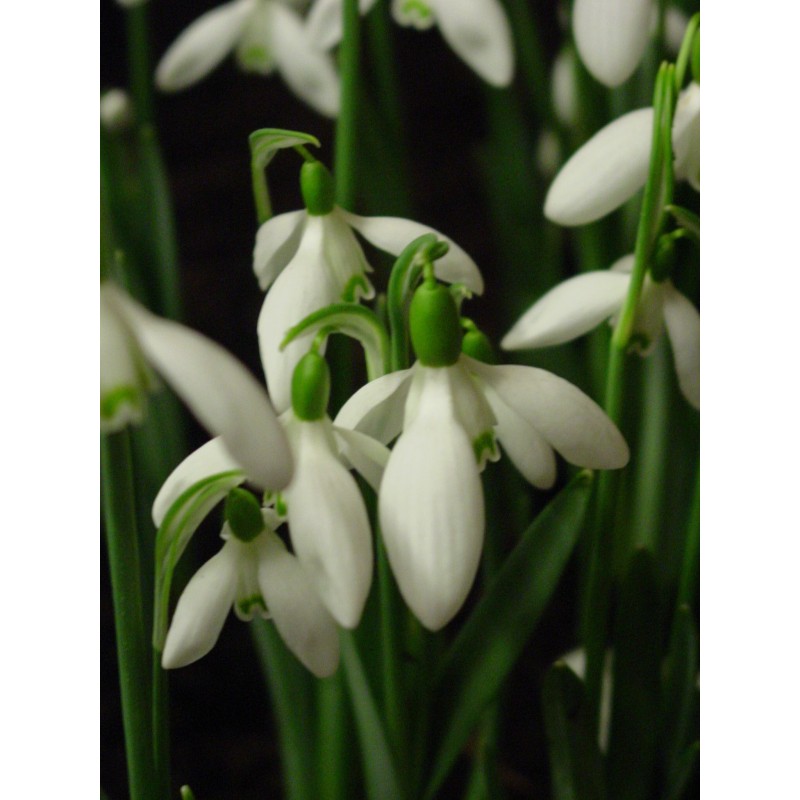 Galanthus 'Straffan'