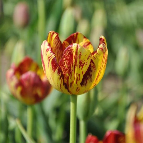 Tulipa 'Royal Souvereign