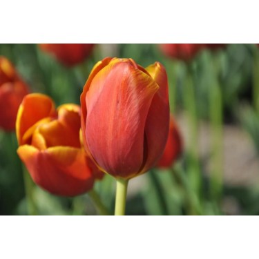 Tulipa 'Maryland'