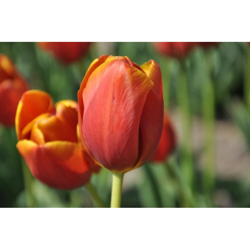 Tulipa 'Maryland'