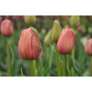 Tulipa 'Mrs. Harold I Pratt'