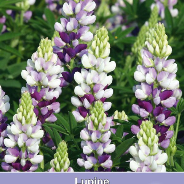 Lupinus hartwegii 'Avelune Lilac'