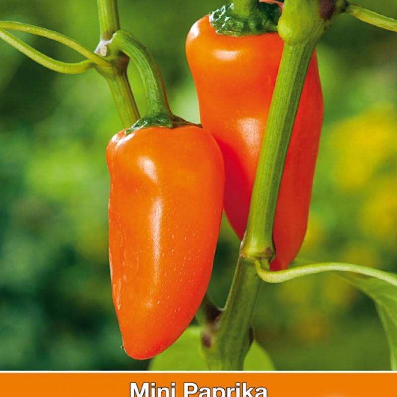 Paprika, mini Capsicum annuum 'Oranje Hamik'