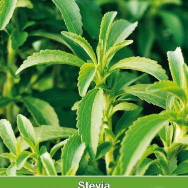 Stevia, Stevia rebaudiana