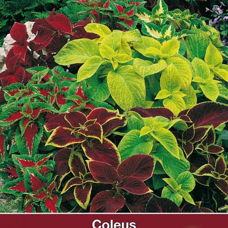 Solenostemon scutellarioides 'Wizard Mix'