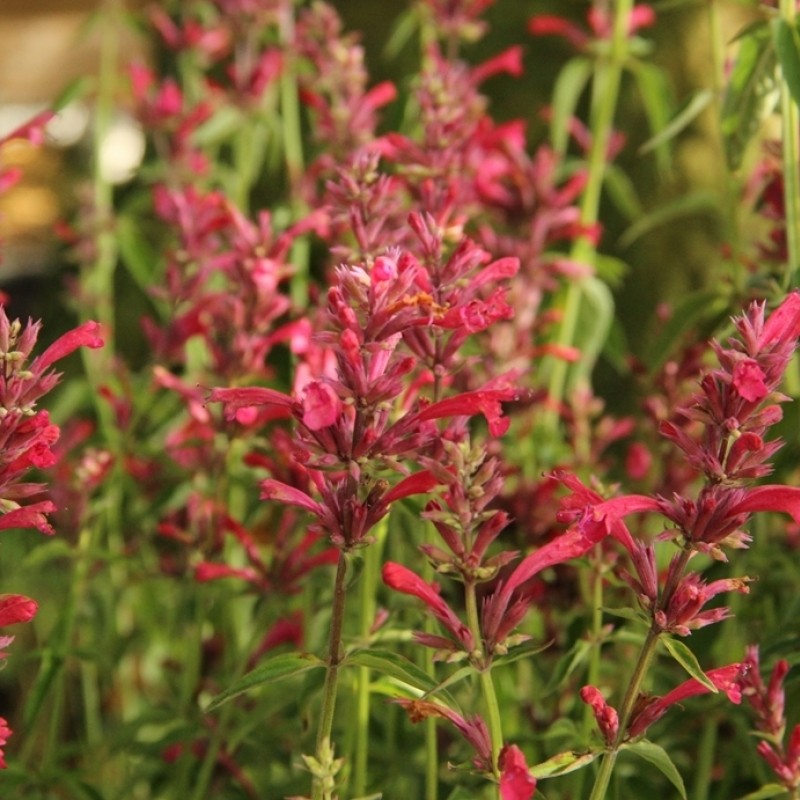 Agastache 'Red Fortune®'