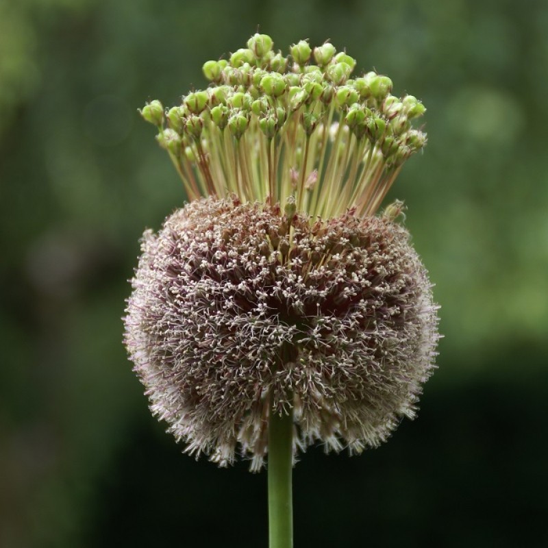 Allium 'Forelock'