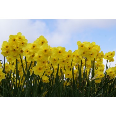 Narcissus 'Kokopellii'