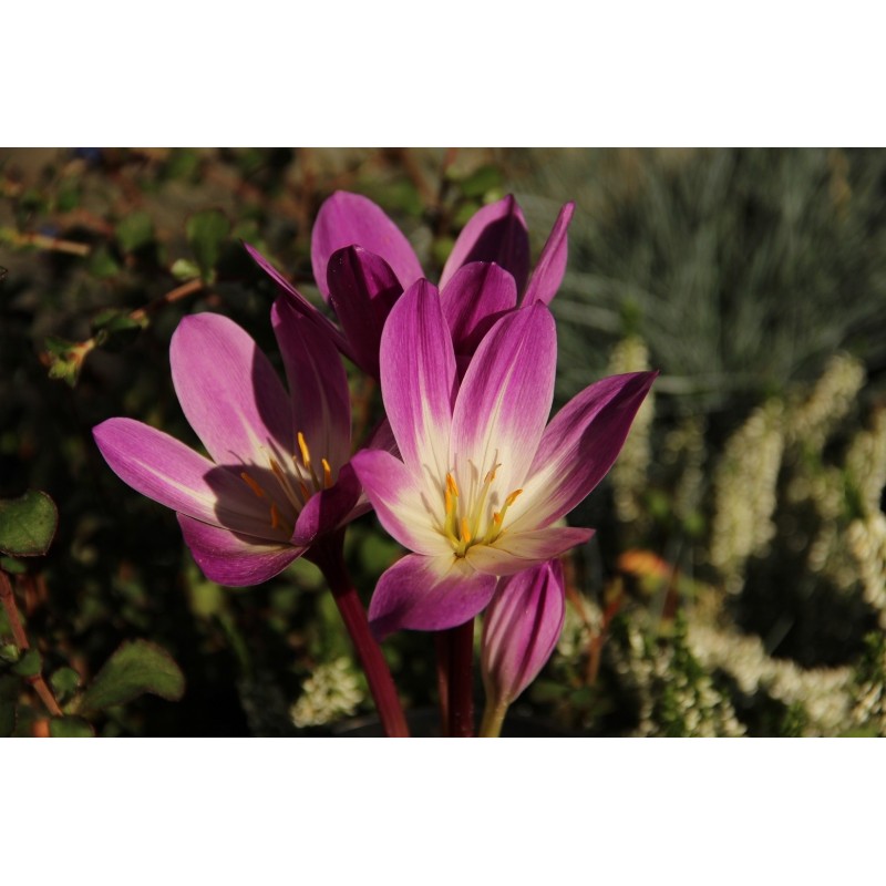 Colchicum speciosum 'Atrorubens'