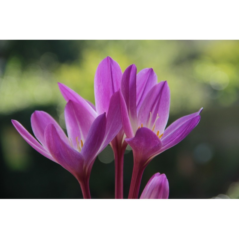 Colchicum speciosum 'Atrorubens'