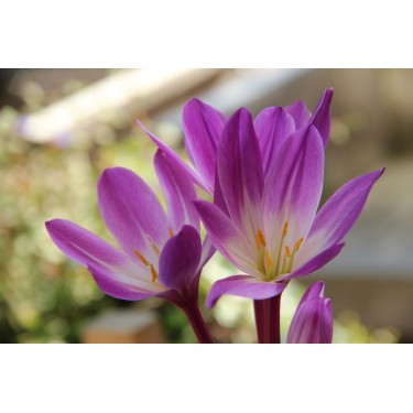 Colchicum speciosum 'Atrorubens'