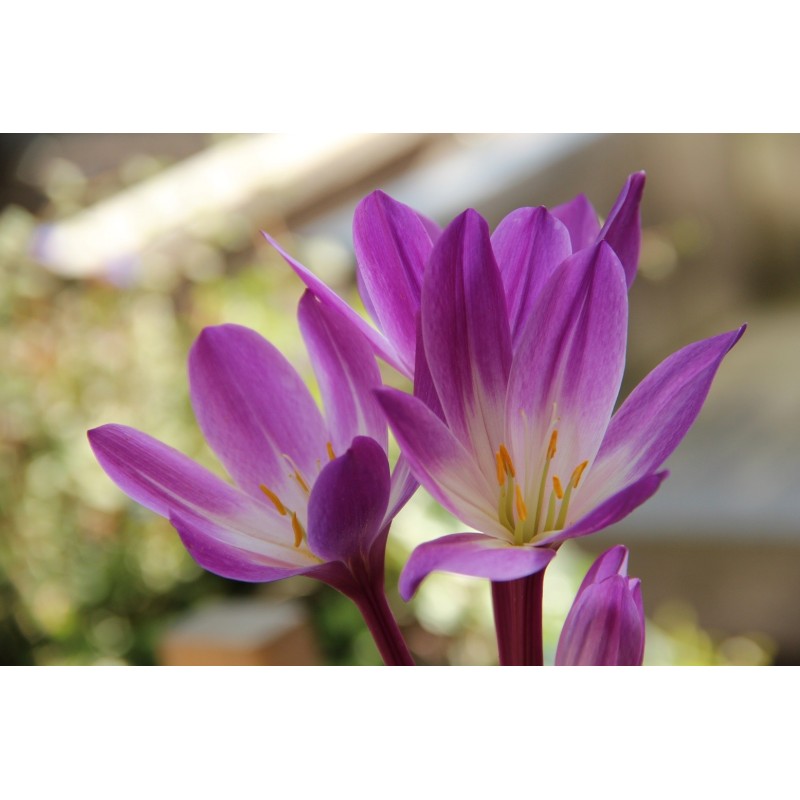 Colchicum speciosum 'Atrorubens'