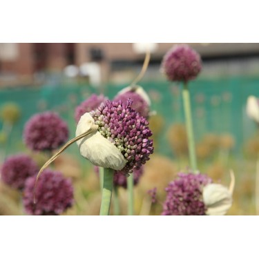 Allium ampeloprasum 'Pink Lady' Allium ampeloprasum 'Pink Lady'