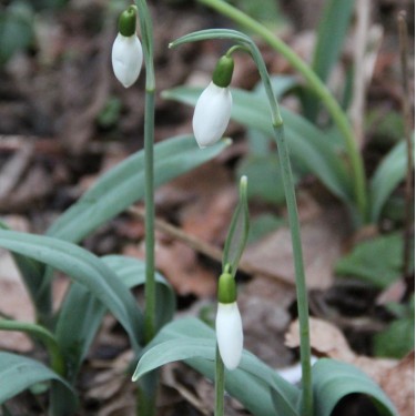 Galanthus 'Cedric's Prolific'