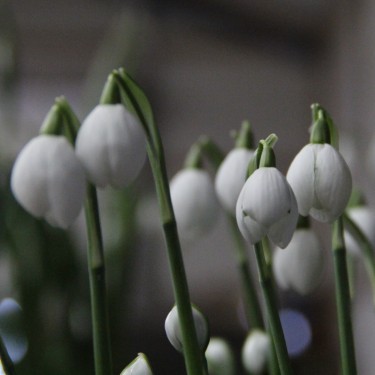 Galanthus 'Diggory' (Imperial Group)