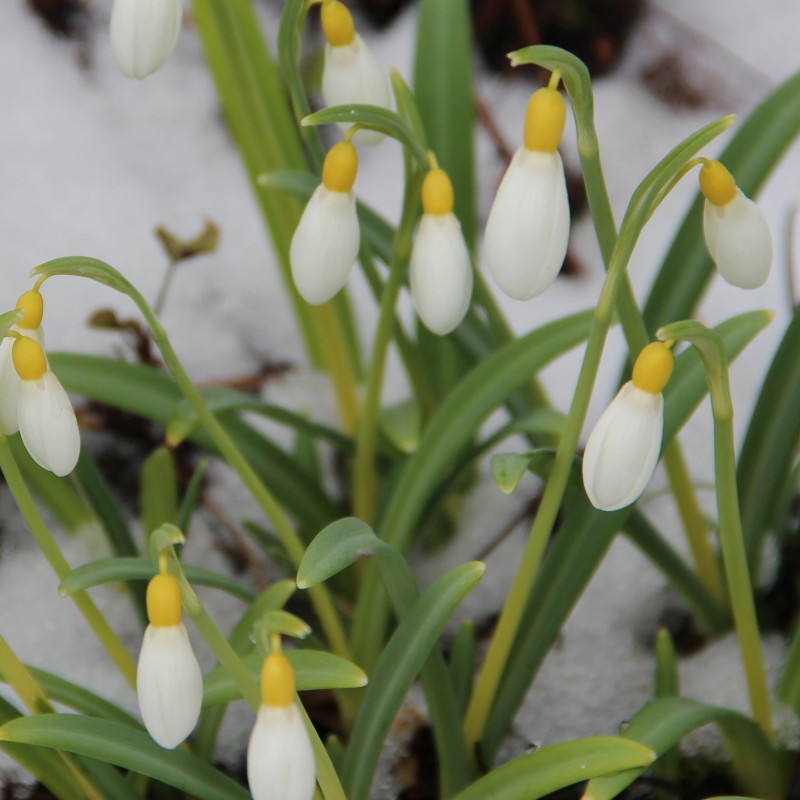 Galanthus 'Spindlestone Surprise' (Gold Group)