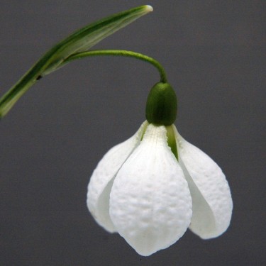 Galanthus 'Diggory' (Imperial Group)