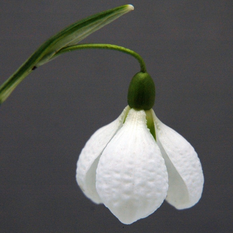 Galanthus 'Diggory' (Imperial Group)