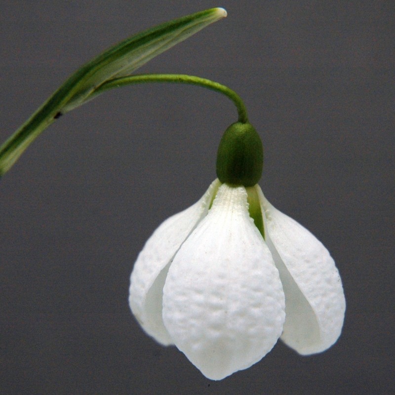 Galanthus 'Diggory' (Imperial Group)