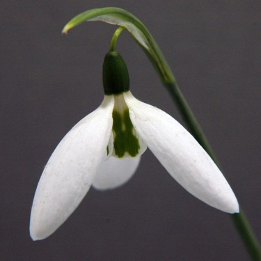 Galanthus 'Kite'