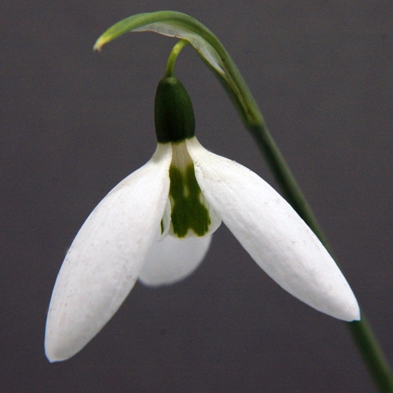 Galanthus 'Kite'