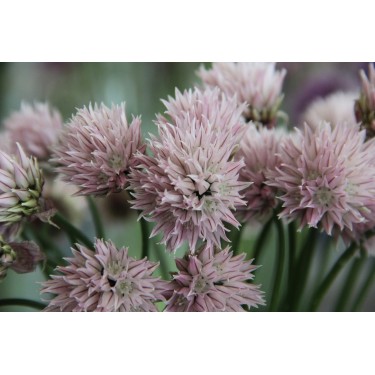 Allium schoenoprasum forma albiflorum