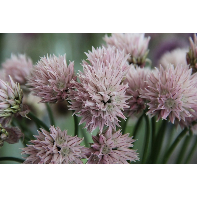 Allium schoenoprasum forma albiflorum