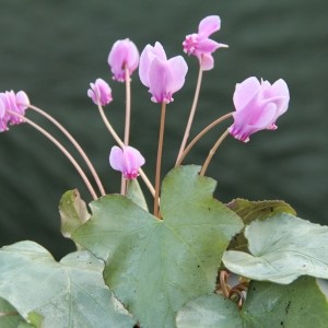 Cyclamen hederifolium -Silver Leaf Pink-
