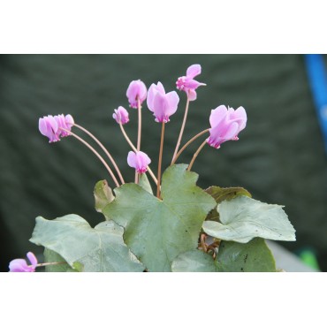 Cyclamen hederifolium -Silver Leaf Pink-