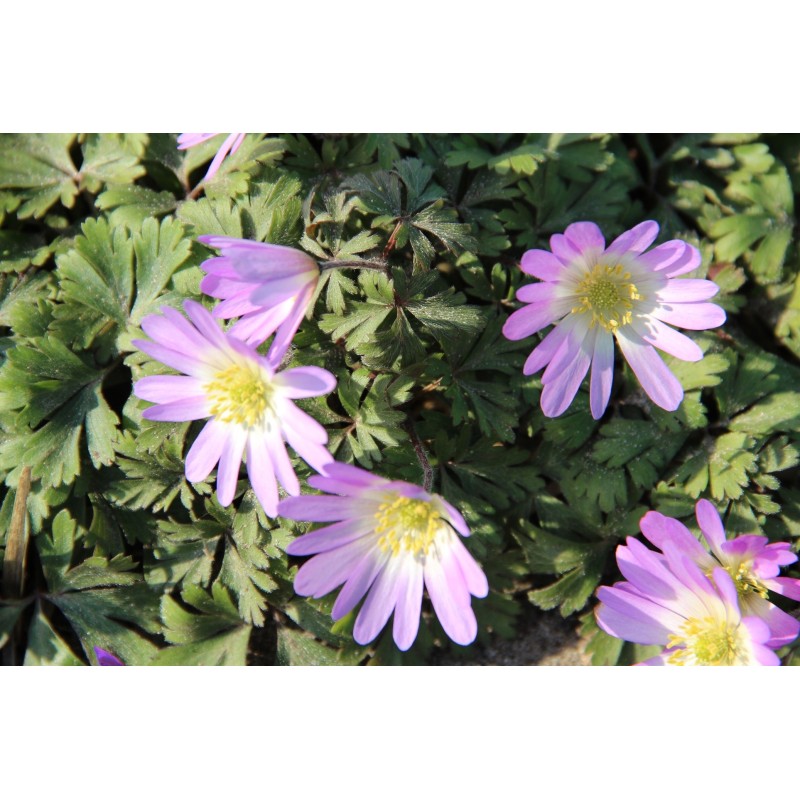 Anemone blanda 'Charmer'