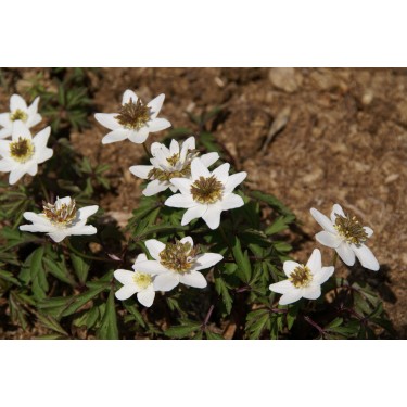 Anemone nemorosa 'Green Fingers'