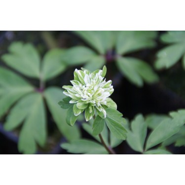 Anemone nemorosa 'Green Fingers' Anemone nemorosa 'Green Fingers'