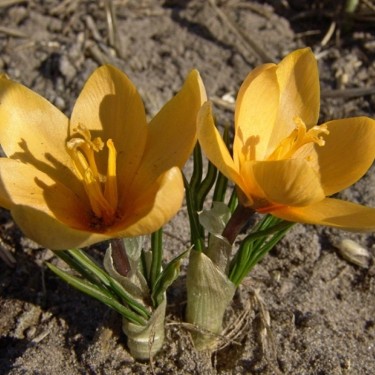 Crocus korolkowii 'Apricot'