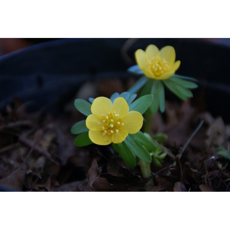 Eranthis hyemalis 'Orange Glow'