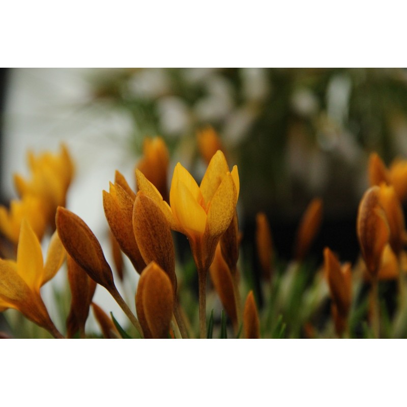Crocus vitellinus