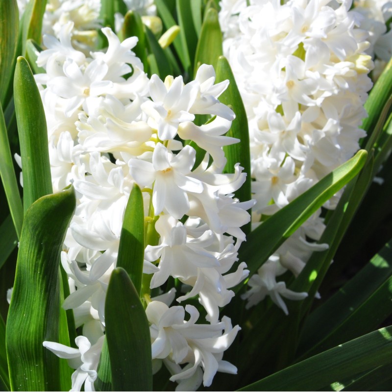 Hyacinthus orientalis 'Aiolos'