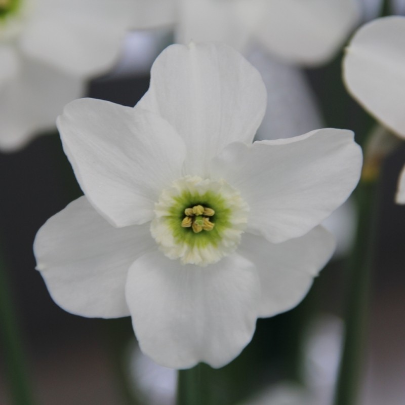 Narcissus 'Green Pearl'